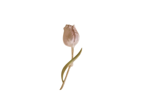 Maagiline ehe TULP (rinnanõel) 